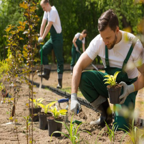 Horticulture and Gardening